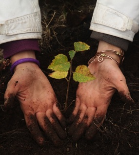 Trees For Life volunteer hands with sapling